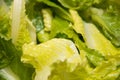 Lettuce background Royalty Free Stock Photo