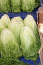 Lettuce background isolate Royalty Free Stock Photo