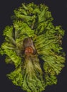 Lettuce background isolate Royalty Free Stock Photo