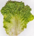 Lettuce background isolate