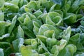 Lettuce in backyard ecological home garden cultivated in accordance with permaculture principles. Royalty Free Stock Photo