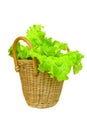 Lettuce in a basket isolated on a white Royalty Free Stock Photo