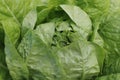 Lettuce bush with juicy ripe lettuce among large lettuce leaves