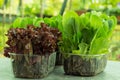 lettuce, chard, spinach, watercress salad and a very valuable plant him eat and cook a lot of different salads