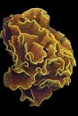 Lettuce coral (Montipora sp) Royalty Free Stock Photo