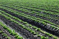 Lettuce Crop