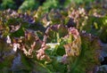 Lettuce growing Royalty Free Stock Photo