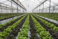 Lettuce crops in greenhouse Royalty Free Stock Photo