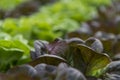 Lettuce crops in greenhouse Royalty Free Stock Photo