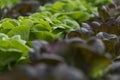 Lettuce crops Royalty Free Stock Photo