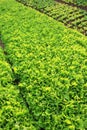 Lettuce crops in growth at vegetable garden Royalty Free Stock Photo