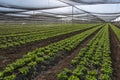 Lettuce crops plantation Royalty Free Stock Photo