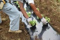 Lettuce cultivation / Kitchen garden