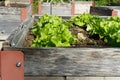 Lettuce cultivation in a micro garden in Urdorf Switzerland. The plants grow in wooden containers and enable hobby gardening on sm