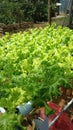 lettuce cultivation with hydroponic system technique