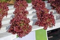 Lettuce Cultivation using Hydroponic System