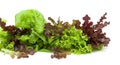 Lettuce of different types on a white background Royalty Free Stock Photo