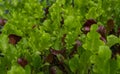 Lettuce different varieties. Summer crops lettuce plants, mixed green, red, purple varieties, grow in rows Royalty Free Stock Photo