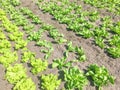 Lettuce and endive plants in an vegetable garden.