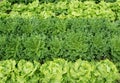 Lettuce and endive plants in the vegetable garden top view Royalty Free Stock Photo