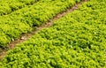 Lettuce in the farm.