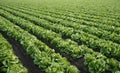 lettuce farm background