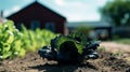 lettuce farm, black soil and blur cottage in the middle of the farm. Product display montage. Royalty Free Stock Photo