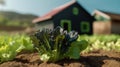 lettuce farm, black soil and blur cottage in the middle of the farm. Product display montage. Royalty Free Stock Photo