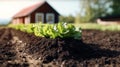 lettuce farm, black soil and blur cottage in the middle of the farm. Product display montage. Royalty Free Stock Photo