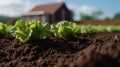 lettuce farm, black soil and blur cottage in the middle of the farm. Product display montage. Royalty Free Stock Photo