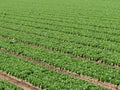 Lettuce farm rows Royalty Free Stock Photo