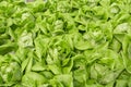 Lettuce farming, Downy mildew lettuce, problem and serious disease for lettuce