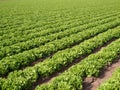 Lettuce Field Royalty Free Stock Photo