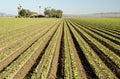 Lettuce field Royalty Free Stock Photo