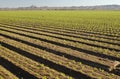 Lettuce field Royalty Free Stock Photo