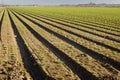 Lettuce field Royalty Free Stock Photo