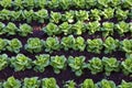 Lettuce field Royalty Free Stock Photo