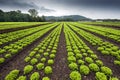 Lettuce field Royalty Free Stock Photo