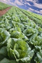 Lettuce field Royalty Free Stock Photo