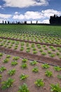 Lettuce field