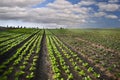 Lettuce field