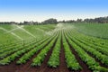 Lettuce Field Being Watered Royalty Free Stock Photo