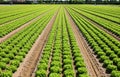 lettuce in the field with biological techniques without the use