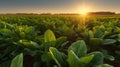 lettuce field