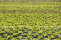 Lettuce field in the plain of the River Esla Royalty Free Stock Photo