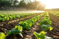 Lettuce in the field. Precision irrigation systems for efficient water use in agriculture