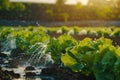 Lettuce in the field. Precision irrigation systems for efficient water use in agriculture