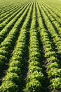 Lettuce field in Spain. Green plants perspective