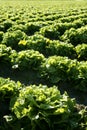 Lettuce field in Spain. Green plants perspective