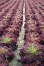 Lettuce in the fields Royalty Free Stock Photo